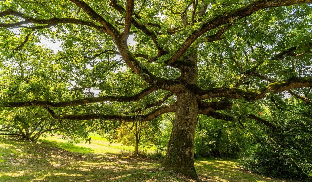 2-GARDEN-6-WMC457-47