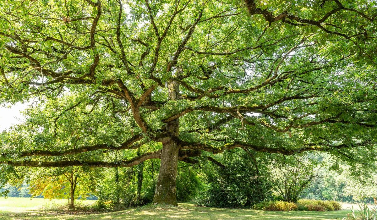 2-garden-2-WMC457-46