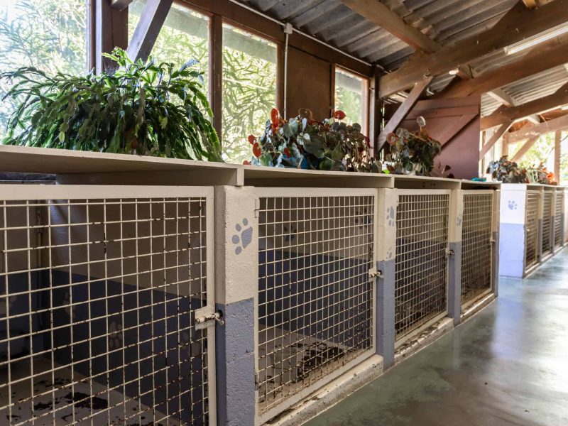Kennels-inside-2-WMC314