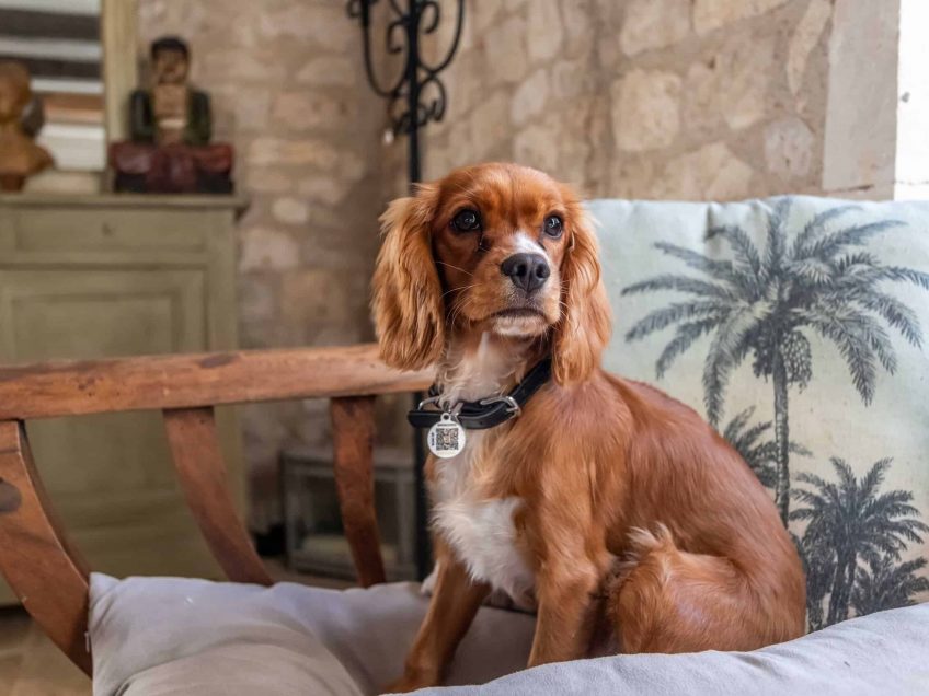 dog-1-wmc638